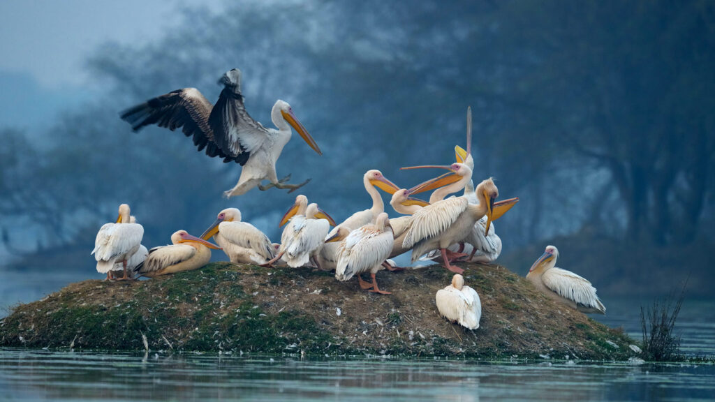 Kerala Guide - Bird-Sanctuary