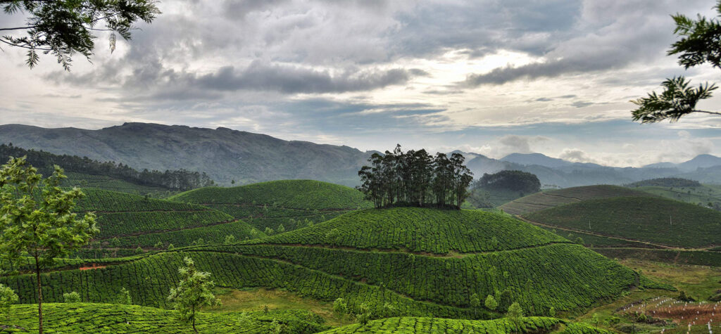 Munnar- Kerala Guide