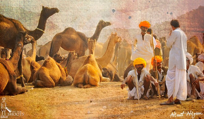 Rajasthan, Camel Race
