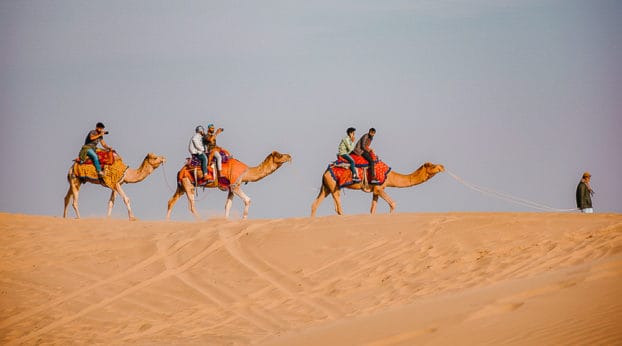 Camels-in-Rajasthan