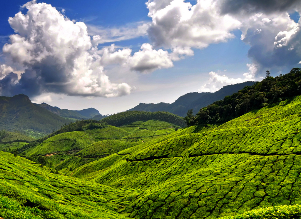Kerala Guide - Tea Garden, Kerala
