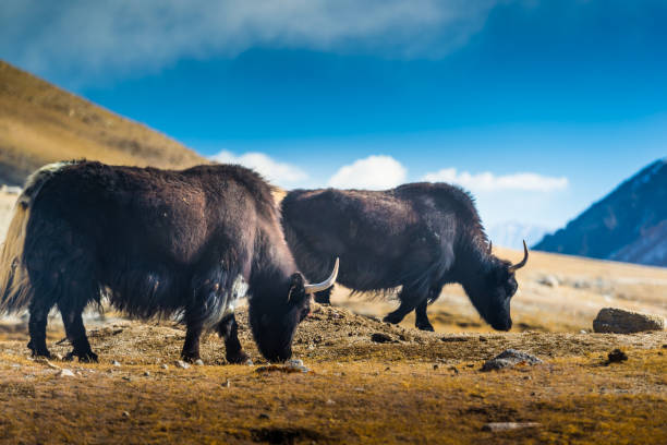 Panorama of a nature - Le Ladak