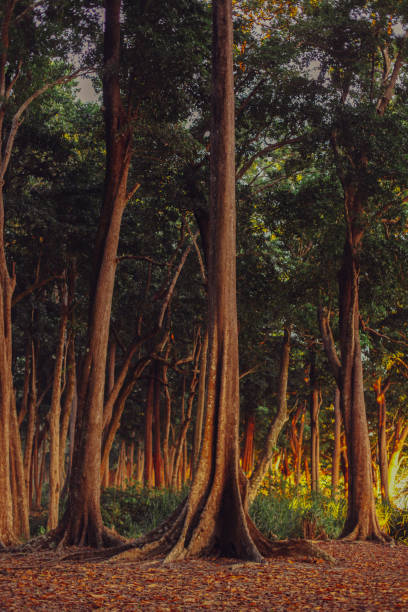 Andaman Islands, Rainforest