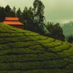 ooty